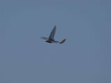 328-tocna-12042009-LadaZv.jpg