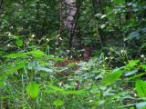153-tocna-28062009-Leguan.jpg