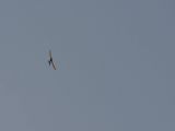 105-tocna-20110802-Helium.jpg